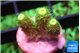 Acropora green golden 1-2 cm WYSIWYG acclimaté
