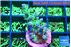 Acropora green blue ice Fijii 2-3 cm WYSIWYG acclimaté