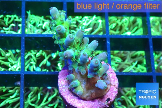 Acropora green blue ice Fijii 2-3 cm WYSIWYG acclimaté