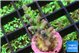 Acropora green blue ice Fijii 2-3 cm WYSIWYG acclimaté