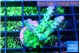 Acropora green blue ice Fijii 2-3 cm WYSIWYG acclimaté