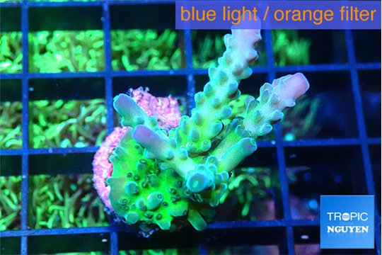 Acropora green blue ice Fijii 2-3 cm WYSIWYG acclimaté