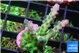 Acropora green blue ice Fijii 2-3 cm WYSIWYG acclimaté