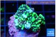 Montipora incredible hulk 2-3 cm WYSIWYG acclimaté