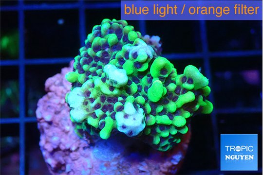 Montipora incredible hulk 2-3 cm WYSIWYG acclimaté