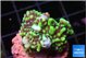 Montipora incredible hulk 2-3 cm WYSIWYG acclimaté