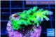 Acropora green blue ice Fijii 2-3 cm WYSIWYG acclimaté