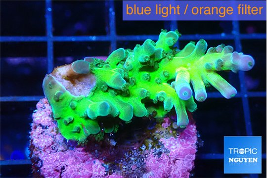 Acropora green blue ice Fijii 2-3 cm WYSIWYG acclimaté