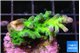 Acropora green blue ice Fijii 2-3 cm WYSIWYG acclimaté