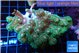 Pocillopora damicornisgreen & pink tip 6-9 cm WYSIWYG acclimaté