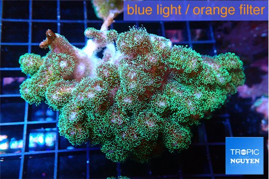Pocillopora damicornisgreen & pink tip 6-9 cm WYSIWYG acclimaté