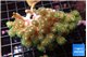 Pocillopora damicornisgreen & pink tip 6-9 cm WYSIWYG acclimaté