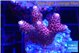 Acropora pink 2-3 cm WYSIWYG acclimaté