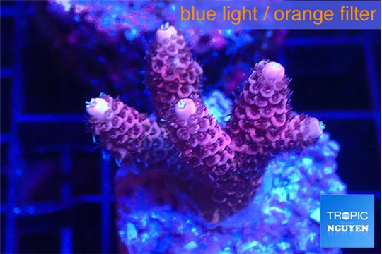 Acropora pink 2-3 cm WYSIWYG acclimaté