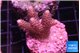 Acropora pink 2-3 cm WYSIWYG acclimaté