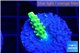 Acropora neon green 1-2 cm WYSIWYG acclimaté