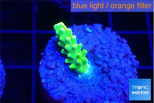 Acropora neon green 1-2 cm WYSIWYG acclimaté