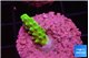 Acropora neon green 1-2 cm WYSIWYG acclimaté