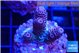 Acropora purple 2 cm WYSIWYG acclimaté