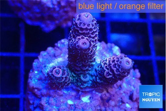 Acropora purple 2 cm WYSIWYG acclimaté
