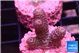 Acropora purple 2 cm WYSIWYG acclimaté