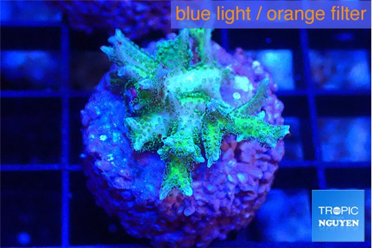 Seriatopora golden green 2-3 cm WYSIWYG acclimaté