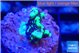 Montipora incredible hulk 2-3 cm WYSIWYG acclimaté