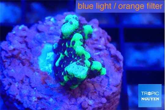 Montipora incredible hulk 2-3 cm WYSIWYG acclimaté