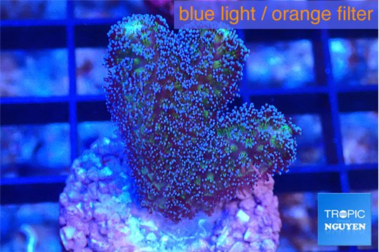 Stylophora milka 2-3 cm WYSIWYG acclimaté