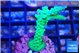 Acropora green purple 2-3 cm WYSIWYG acclimaté