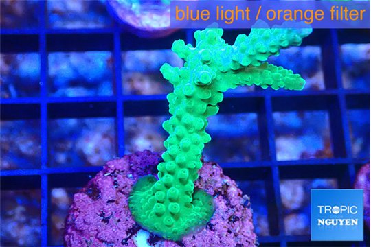 Acropora green purple 2-3 cm WYSIWYG acclimaté