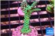 Acropora green purple 2-3 cm WYSIWYG acclimaté