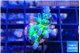 Acropora green blue ice Fijii 2-3 cm WYSIWYG acclimaté