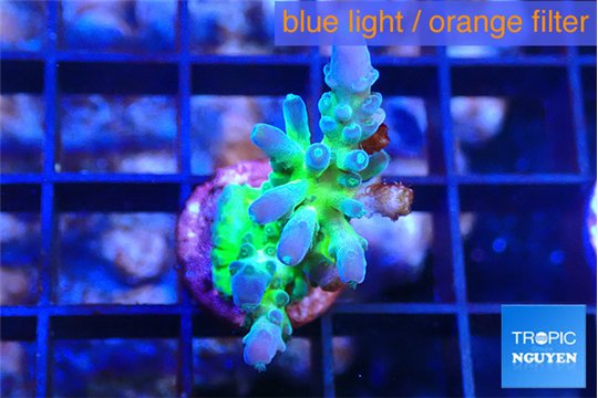 Acropora green blue ice Fijii 2-3 cm WYSIWYG acclimaté