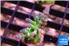 Acropora green blue ice Fijii 2-3 cm WYSIWYG acclimaté