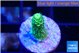Acropora green golden 1-2 cm WYSIWYG acclimaté