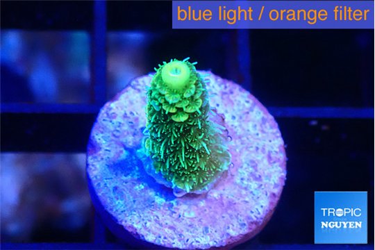 Acropora green golden 1-2 cm WYSIWYG acclimaté