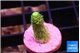 Acropora green golden 1-2 cm WYSIWYG acclimaté