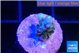 Acropora purple 1-2 cm WYSIWYG acclimaté
