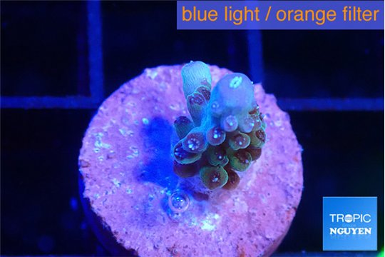 Acropora purple 1-2 cm WYSIWYG acclimaté