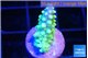 Acropora green golden 2 cm WYSIWYG acclimaté