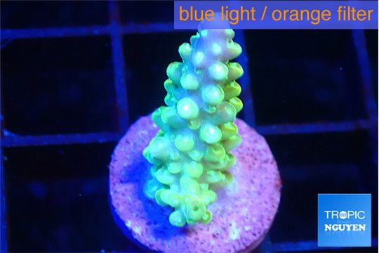 Acropora green golden 2 cm WYSIWYG acclimaté
