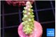 Acropora green golden 2 cm WYSIWYG acclimaté