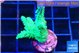 Acropora green purple 2-3 cm WYSIWYG acclimaté