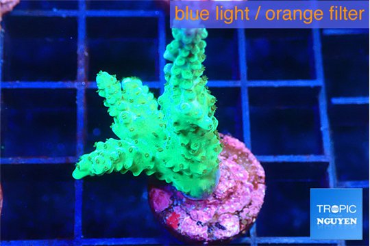 Acropora green purple 2-3 cm WYSIWYG acclimaté