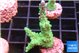 Acropora green purple 2-3 cm WYSIWYG acclimaté