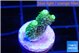 Acropora green golden 1-2 cm WYSIWYG acclimaté