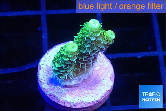 Acropora green golden 1-2 cm WYSIWYG acclimaté