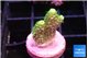 Acropora green golden 1-2 cm WYSIWYG acclimaté