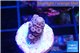Acropora purple 1-2 cm WYSIWYG acclimaté